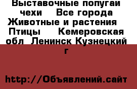 Выставочные попугаи чехи  - Все города Животные и растения » Птицы   . Кемеровская обл.,Ленинск-Кузнецкий г.